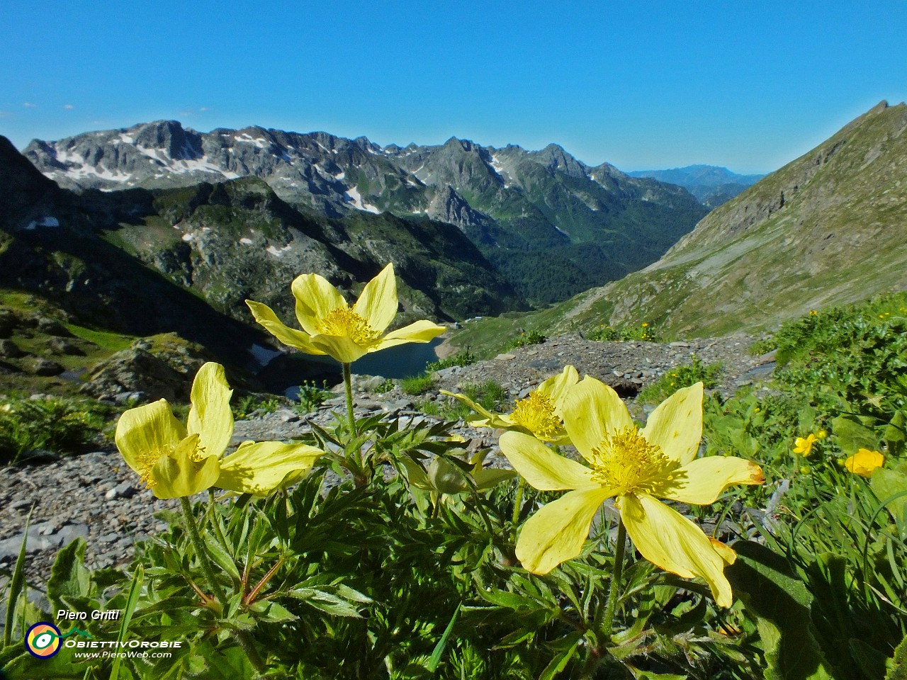 23 Pulsatilla alpina sulfurea .JPG